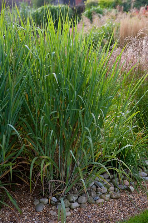 panicum virgatum rhs